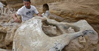اكتشاف حفرية عمرها 3.5 مليون عام 