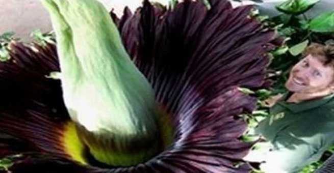 سر تسمية زهرة نادرة وعملاقة بزهرة الجثة