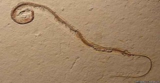 اكتشاف حفرية لثعبان بأربعة أرجل عمرها 113 مليون عام 