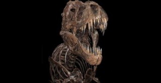 اكتشاف أسنان لأكبر ديناصور في اليابان 