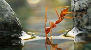 فيديو | شاهد كيف يتجمع النمل معا لعبور النهر 