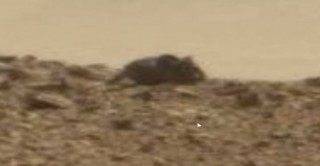 بالصورة .. اكتشاف فأر ضخم يعيش على سطح المريخ 