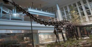 عرض هيكل عظمي لديناصور كامل في متحف التاريخ الطبيعي بنيويورك 