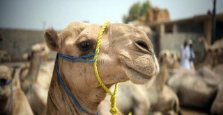شروط الأضحية