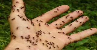 اكتشاف | ماذا يحدث للنمل عندما يموت؟! 