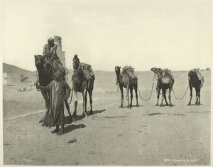 Camels-in-the-Desert